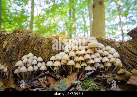 un sacco di funghi bianchi che crescono su un tronco di albero morto Foto Stock