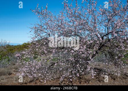 Fiore di mandorle su cielo blu e verde erba sfondo con terreno marrone Foto Stock