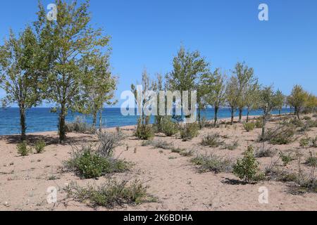 Spiaggia del lago a Tosor, Issyk Kul, Regione di Issyk Kul, Kirghizistan, Asia centrale Foto Stock