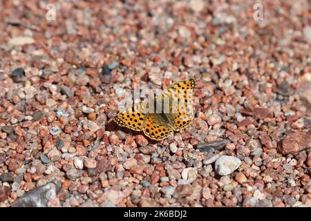 Doppio posto Fritillary (Brenthis hecate) sulla spiaggia a Tosor, Issyk Kul, Issyk Kul Regione, Kirghizistan, Asia centrale Foto Stock