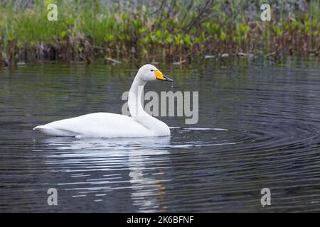 Singschwan, Sing-Schwan, Schwan, Cygnus cygnus, whooper swan, Le Cygne chanteur, le cygne sauvage Foto Stock