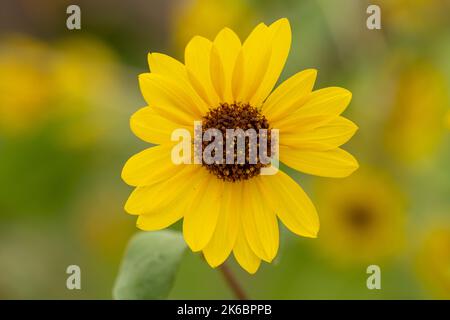 Girasole comune, Helianthus annuus, in fiore a Moab, Utah. Foto Stock