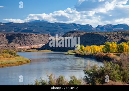 Alberi di Cottonwood in colore autunnale lungo il fiume Colorado vicino a Moab, Utah. Dietro ci sono le montagne la SAL. Foto Stock