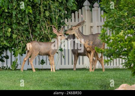 Un cervo mulo con i suoi due fawns che vivono in un ambiente urbano, navigando in quartieri residenziali a Moab, Utah. Foto Stock