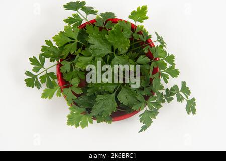 prezzemolo in una ciotola isolata senza nessuno. Foto Stock