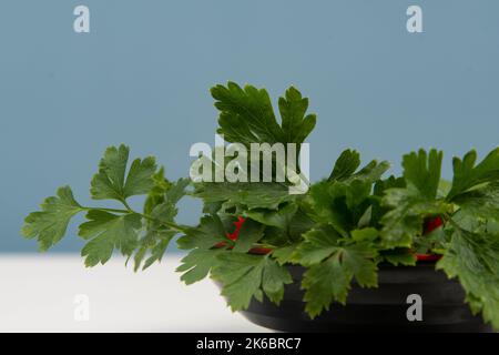 prezzemolo in una ciotola isolata senza nessuno. Foto Stock