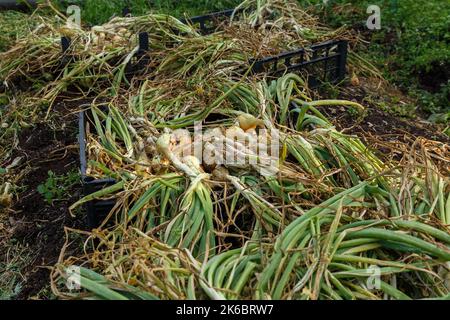 Cipolle con foglie verdi disposte per l'asciugatura in una scatola di plastica nera. Raccolta di cipolle. Foto Stock