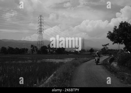 Bandung, West Java, Indonesia - 06 Ottobre, 2022 : Foto monocromatica, Un uomo guida una moto attraverso una piccola strada circondata da vaste risaie Foto Stock