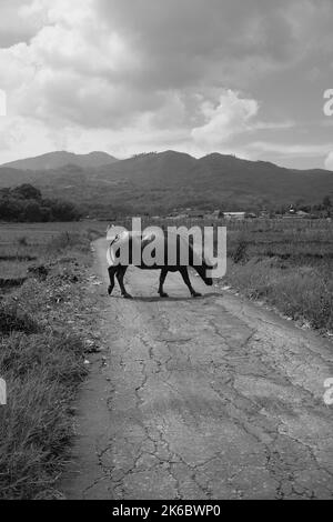 Foto monocromatica, Un bufalo che vagano nel mezzo di un campo di riso, Cikancung - Indonesia Foto Stock