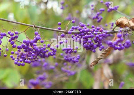 Purple Beautyberry pianta che cresce in giardino botanico, ramificazione di bacche autunnali. Foto Stock