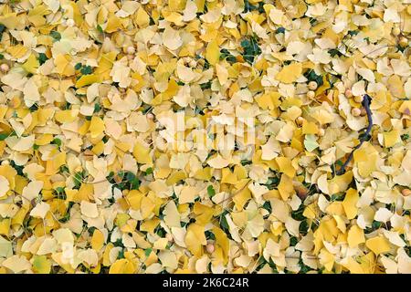 Autunno foglie sfondo. Ginkgo biloba caduto foglie e frutti. Foto Stock