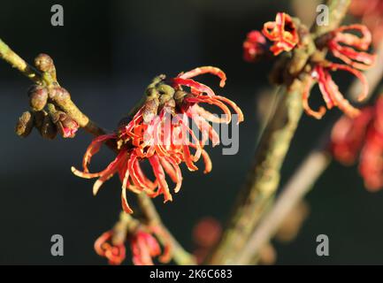 Rosso Witch-Hazel, Hamamelis Intermedia 'Ruby Glow' fiori in inverno Foto Stock