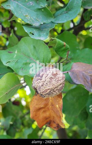 Mela di cotogna marcio sull'albero da frutto, colpita dalla malattia su un ramo. Foto Stock