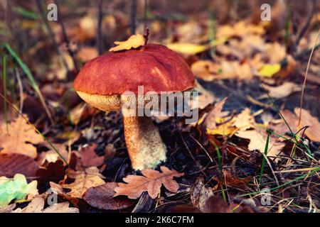 Grande bel fungo boletus su una radura forestale in autunno. Foto Stock