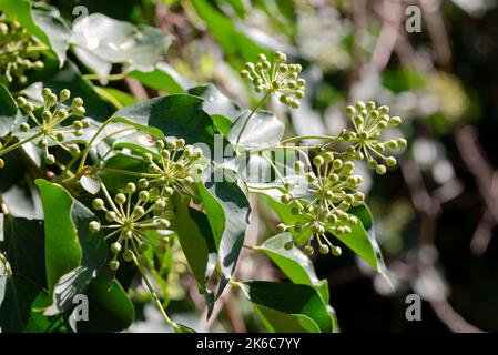 Hedera elica in fiore, coltivata su un tronco d'albero, nelle Marche, Italia Foto Stock