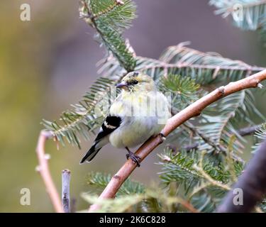 Finch primo piano vista del profilo, arroccato su un ramo con sfondo sfocato albero di conifere nel suo ambiente e habitat circostante. Foto Stock