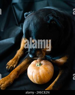 cane rottweiler con zucca di halloween Foto Stock