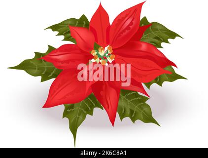 Bella poinsettia realistica. Euphorbia pulcherrima, fiore tradizionale di Natale. Rosso brillante Bethlehem Star sprurge pianta con foglie verdi Illustrazione Vettoriale