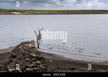 I resti di un albero morto e di una vecchia Cornish Hedge esposti dal calo dei livelli di acqua causato da condizioni di siccità grave a Colliford Lake Reservoir on Foto Stock