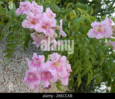 Bouquet di podranea ricasoliana o fiori rosa bignonia Foto Stock