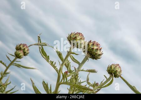 il carciofo globo conosciuto anche con i nomi di carciofo francese e carciofo verde con un cielo tempestoso sullo sfondo Foto Stock