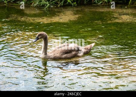 ritratto di un bel cigno giovane cigno Foto Stock