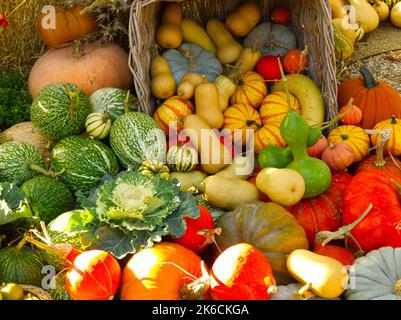 Zucche miste e verdure autunnali in mostra raccolto Foto Stock