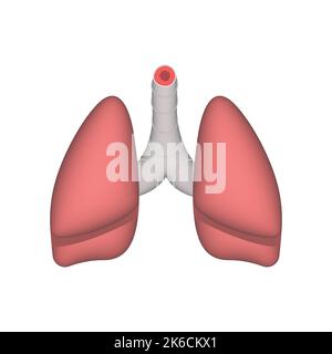 Struttura anatomica dei polmoni umani. Rappresentazione realistica del vettore 3D isolato su sfondo bianco Illustrazione Vettoriale