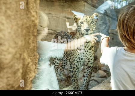 Bambino piccolo ragazzo di 3 anni che guarda attraverso la gabbia alla tigre in zoo, fuoco selettivo Foto Stock