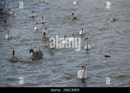 Cigni sul fiume Tamigi Londra UK.Una bottiglia di plastica solita galleggia lungo i cigni. Foto Stock