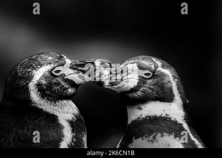 Primo piano in bianco e nero di due pinguini Humboldt (Spheniscus humboldti) che mostrano affetto l'uno verso l'altro, insieme a lecci che si toccano. Foto Stock