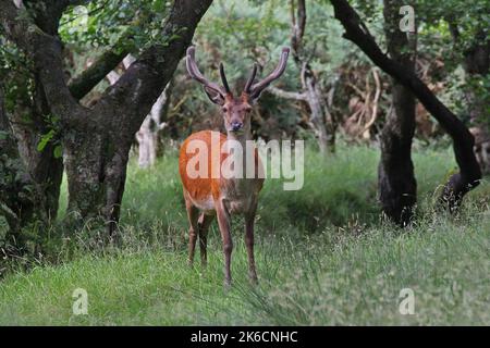 Cervo rosso in piccola foresta guardando dritto alla Camera, Lochranza, Arran, Isola di Arran, Bute, Buteshire, Scozia, Regno Unito Foto Stock