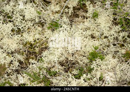 Un microcosmo in miniatura di licheni e muschi cresce tra le zone di Heather sul Monte Powys. Sono prevalentemente Usnea e Cladonia Foto Stock