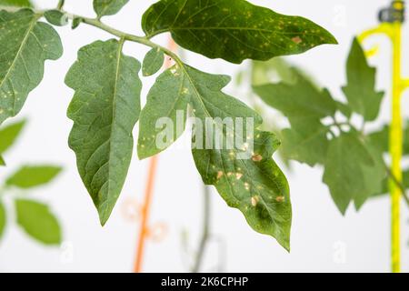 Macchie gialle sulle foglie di pomodoro. Malattie della pianta durante la coltura di vegetali Foto Stock