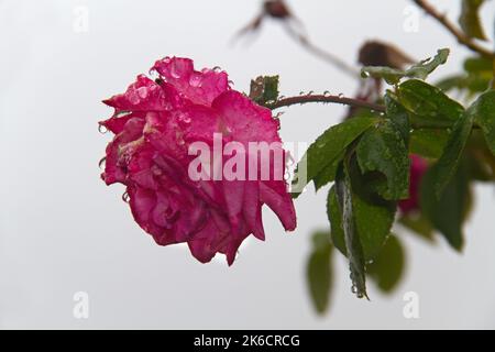 Singola rosa rossa sotto la pioggia, coperta di gocce d'acqua Foto Stock