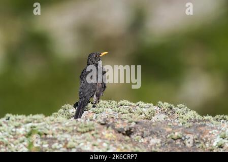 Chiguanco Thrush, Turdus chiguanco, praterie delle Highlands a Pampa de Achala , Parco Nazionale della Quebrada del Condorito, provincia di Cordoba, Argentina Foto Stock