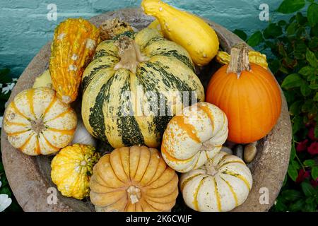 Sistemazione autunnale di zucche e zucche Foto Stock