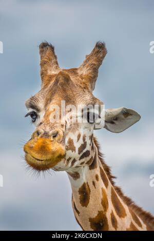 Dettaglio primo piano di una testa di giraffa isolata (con un volto molto sfacciato/divertente!), posta sullo sfondo del cielo. Foto Stock