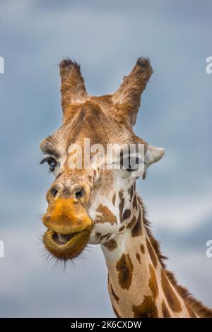 Primo piano dettagliato di una testa isolata di giraffa (Giraffa camelopardalis), con un volto molto sfacciato/divertente, sullo sfondo del cielo. Foto Stock