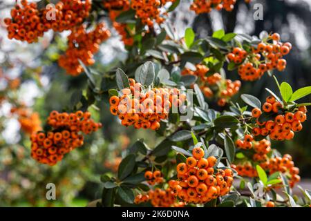 Piccoli frutti d'arancia raggruppati in grappoli in Pyracantha coccinea Foto Stock