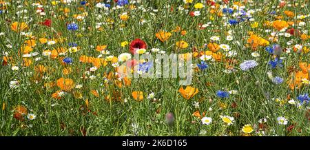 Primo piano di papaveri e altri fiori selvatici che crescono densamente in un campo Foto Stock