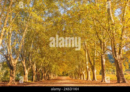 Scenic view of autumn yellow colored maple trees bordering footpath in south of France Foto Stock