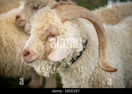 Il Bonniconlon Show and Gymkhana si tiene ogni anno il lunedì delle festività di agosto. Foto Stock