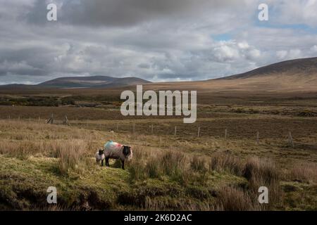 Pecore che pascolano nell'impressionante paesaggio delle vaste e remote terre di campagna ai margini del Wild Nephin National Park, Co. Mayo, Irlanda. Foto Stock