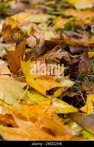 Un mucchio di foglie sul pavimento con i loro colori autunnali Foto Stock