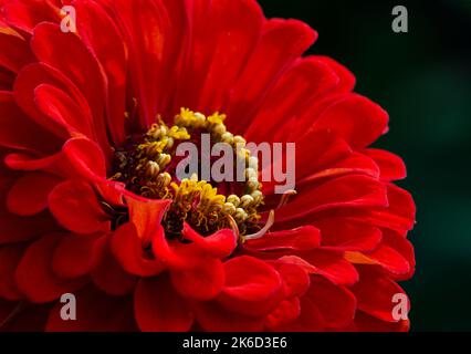 Un primo piano di una fioritura rossa di Zinnia mostra la struttura composita del fiore, i giardini di Cantigny, la contea di DuPage, Illinois Foto Stock