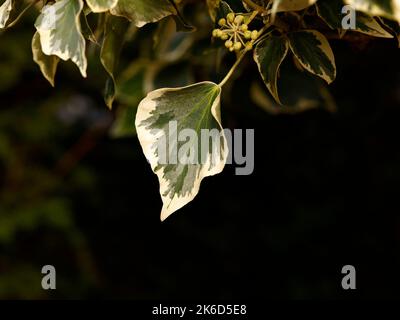 Primo piano del perenne alpinismo sempreverde variegato giardino foglia di Hedera elica piccolo diamante edera edera edera. Foto Stock