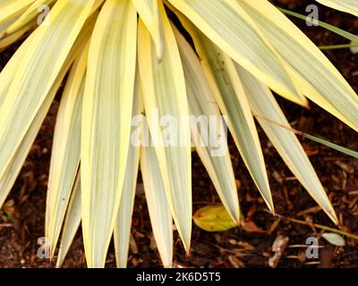 Primo piano delle foglie ornamentali sempreverdi di piante da giardino Yucca gloriosa Bright Star Walbrstar o pugnale spagnolo. Foto Stock