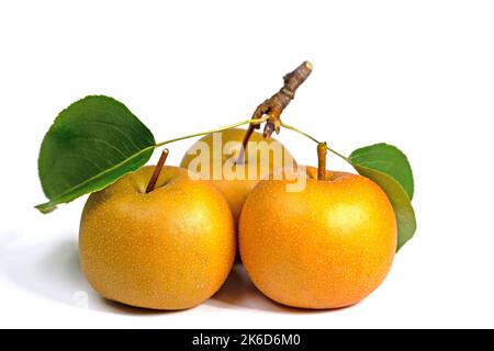 Pere Nashi, Pyrus pirifolia, isolato su sfondo bianco Foto Stock