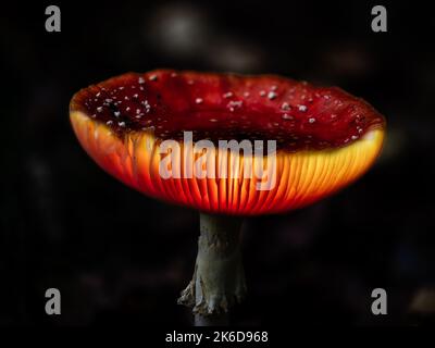 Fantasy Fly funghi agarici che risplendono in un bosco magico e buio incantato. Foto Stock